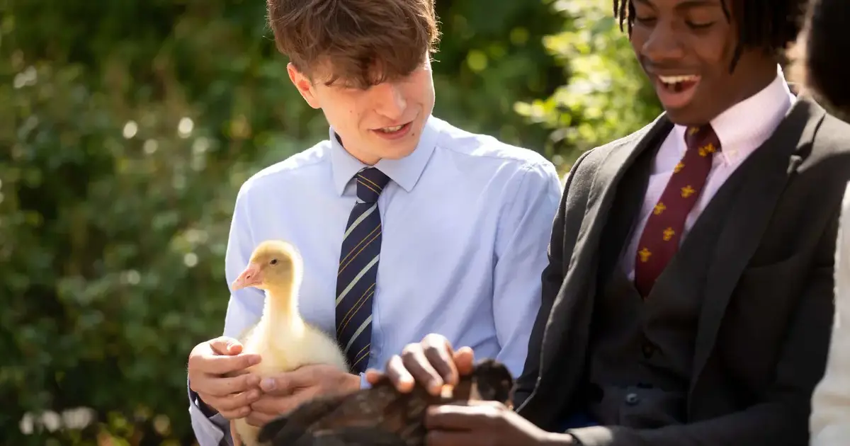 Pocklington School Sixth Form boys holding a chick and a duckPage Image