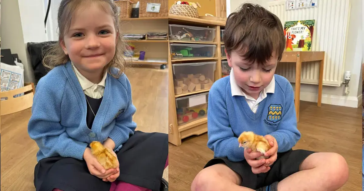 Pocklington Prep School pupil holding a chick in classPage Image